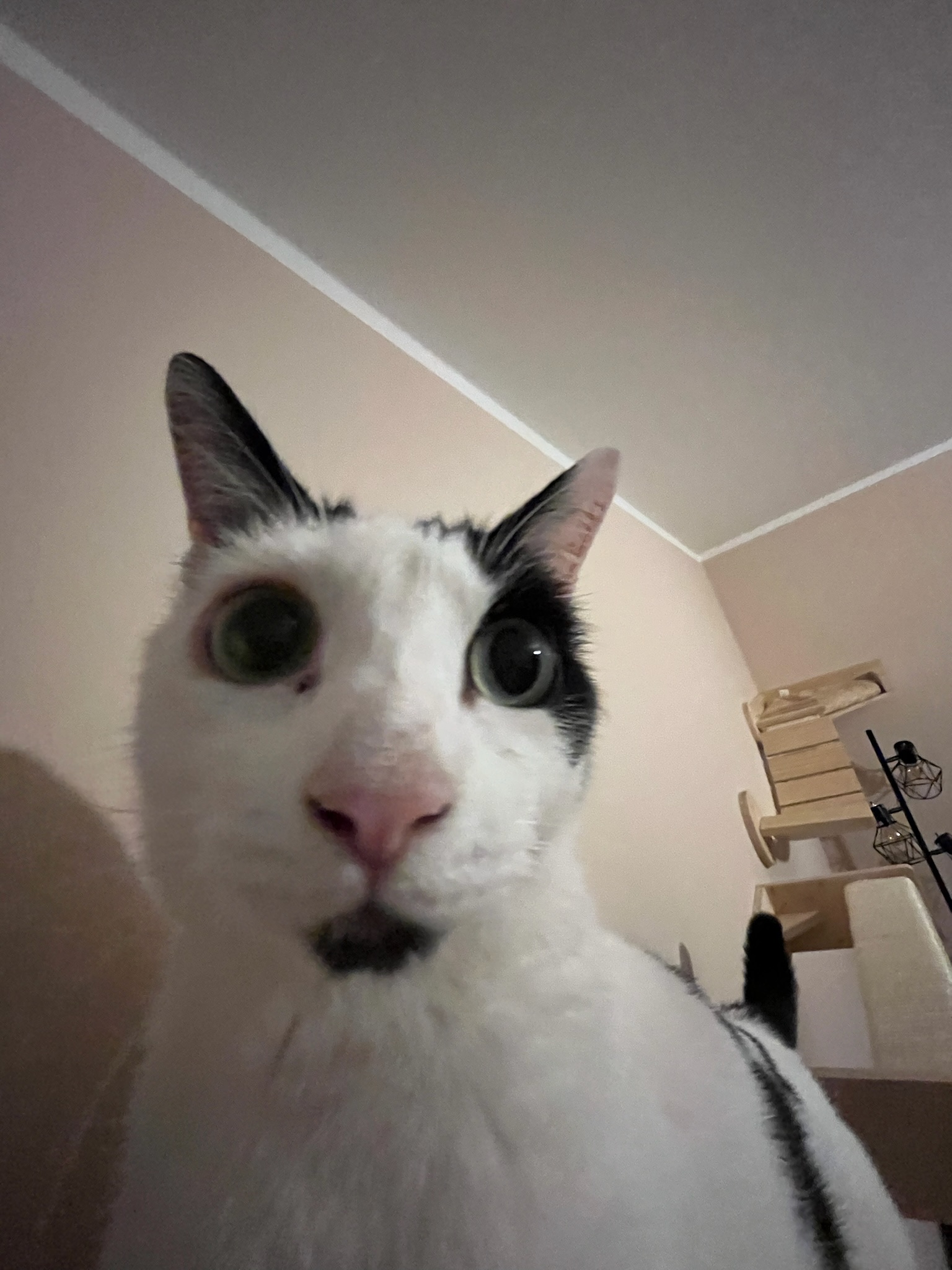 Image posted by NIHKLAS